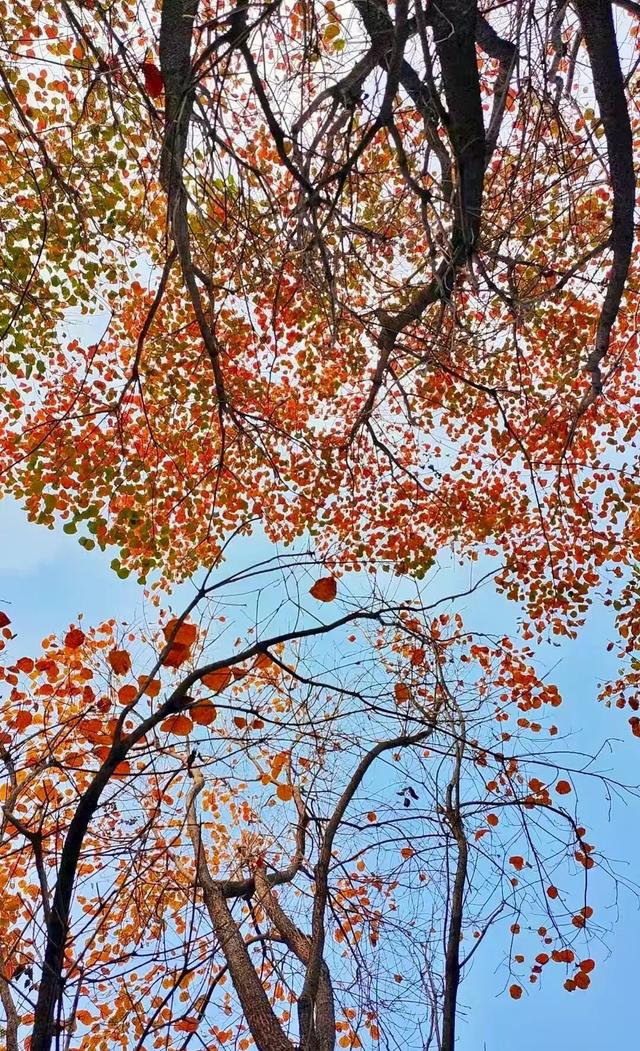 寻美薛城丨初冬最美的树！红叶似火满树红，乌桕树便是季节打翻的调色盘！