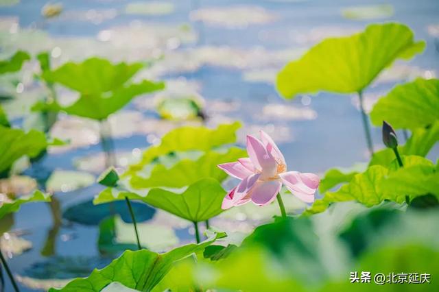 延庆：“好 运 莲 莲”~~