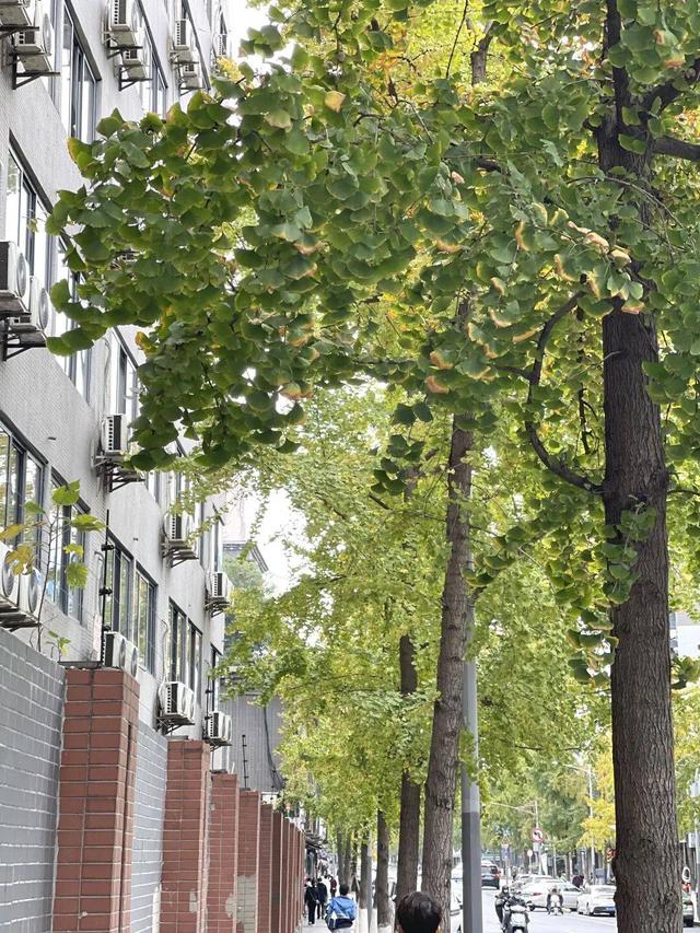 【美丽四川】寒冬将至 银杏初黄