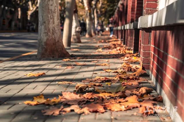 又到落叶季！错过等一年~