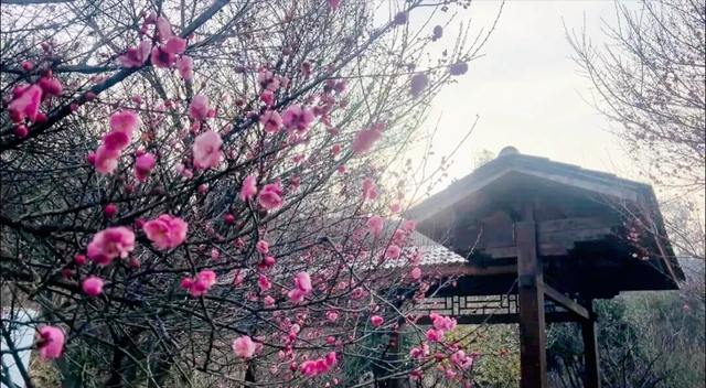 不用等春节！黄陂梅花开了，速来 !