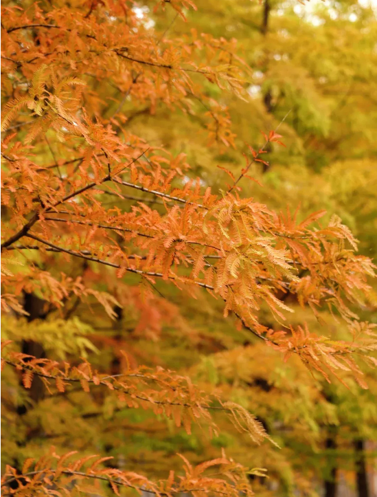 临沂「红杉」「红枫」浓度拉满，出片率100%