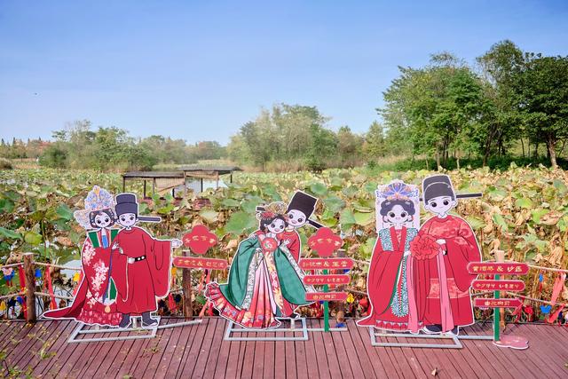 宿迁泗洪洪泽湖湿地，芦苇遍布，环境优美，一幅被秋天浸染的画卷