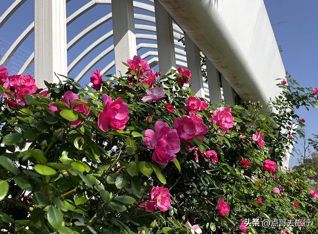 成都蔷薇花开爆了，免费才是最美，花墙瀑布很惊艳，太适合拍照！