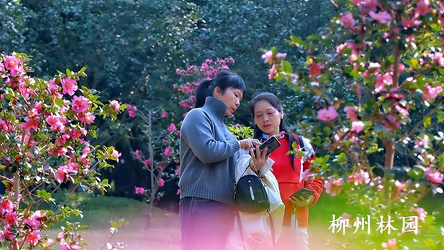 柳州市雀儿山公园茶梅盛放