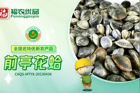 肉嫩肥美 鲜甜爽滑 前亭花蛤 | 福建省【全国名特优新农产品】图片