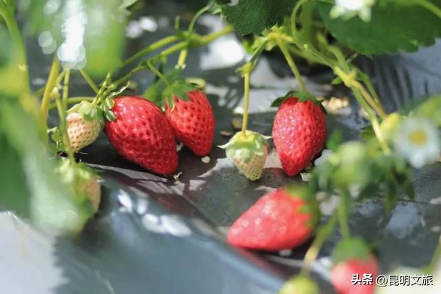 别再问昆明哪里能摘草莓了!收下这份采摘地图,直接抄作业→