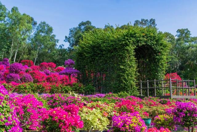 走！今天出发莲花山！拍“爆”20万㎡花海