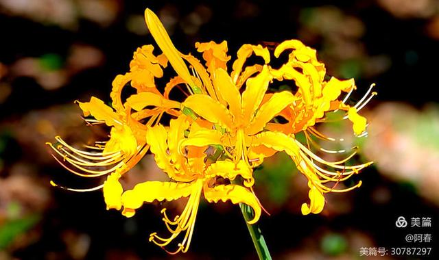 游西湖：杭州植物园之石蒜花展