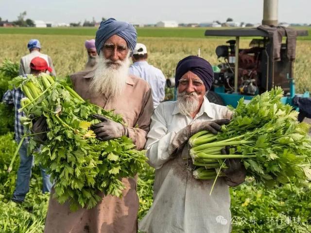 印度人，正在大量涌入加拿大