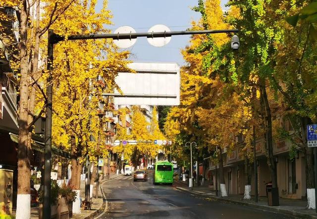 小径披金黄外衣，银杏叶片如金币，冬日里竟藏着流动画卷