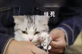 猫咪剪指甲不配合？一招搞定乖乖就“剪”图片
