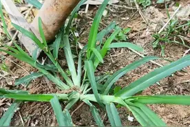 农村菜园地常见的14种野草，有什么价值？懂它就是宝，不懂它是草图片