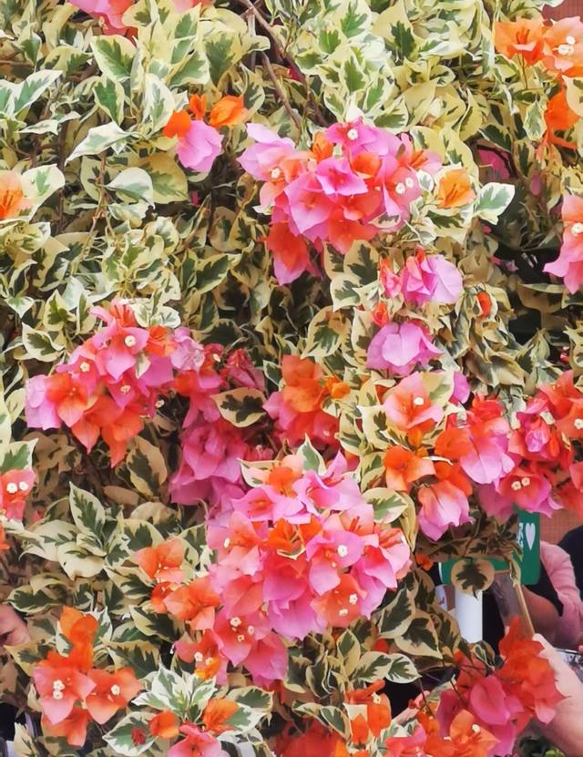 花漫鹏城，墟声鼎沸：2025深圳勒杜鹃赏花周首日走笔