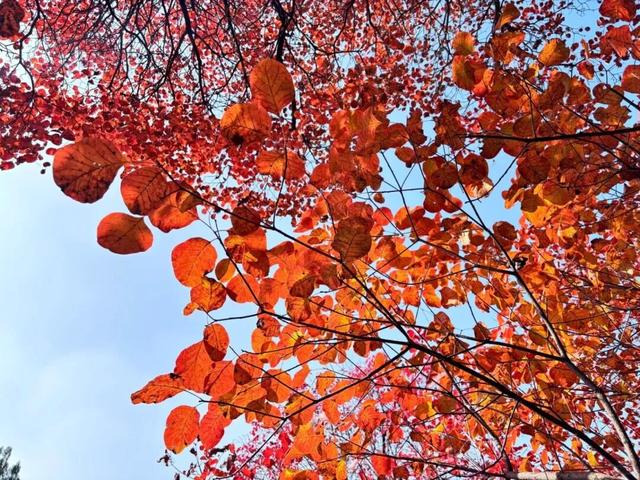 临沂秋日免费打卡全攻略 | 这10个宝藏地遛娃拍照绝了！