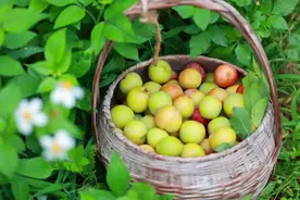 踏歌寻绿 芦洲有“李”，五一来摘李子喽！图片
