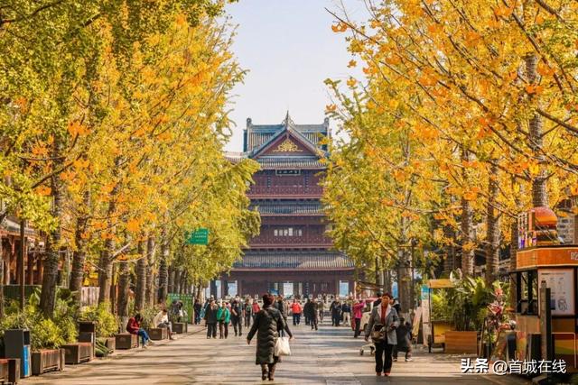 错过等明年！宜宾今年宝藏银杏打卡地合集在这里