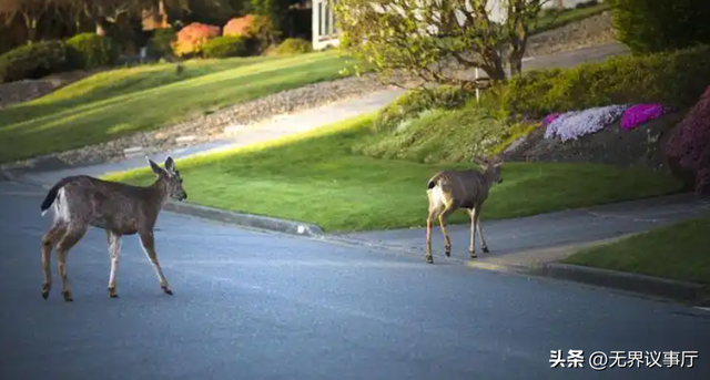 加州之旅反转不断，温暖分享撞上现实冰冷，烟火里藏着治愈与狼狈