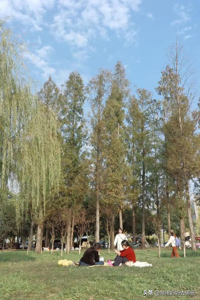 冬日遛娃就去长沙“济州岛”！水杉染红，芦苇摇浪，0元解锁 “橘子海” 日落