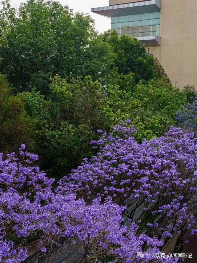 墨西哥城见闻：三文化广场和悬浮图书馆