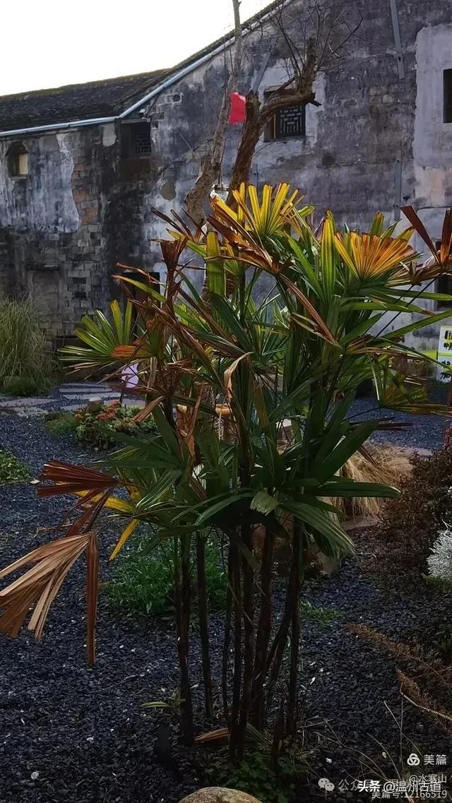 踏秋宝地,来宁波第一长寿古村,长寿之秘,藏于雁苍山水间!