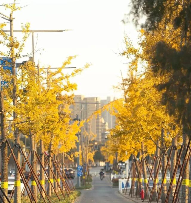 秋色浓度已拉满,谁还没偶遇申城街头的 “赤橙黄绿交响曲”?