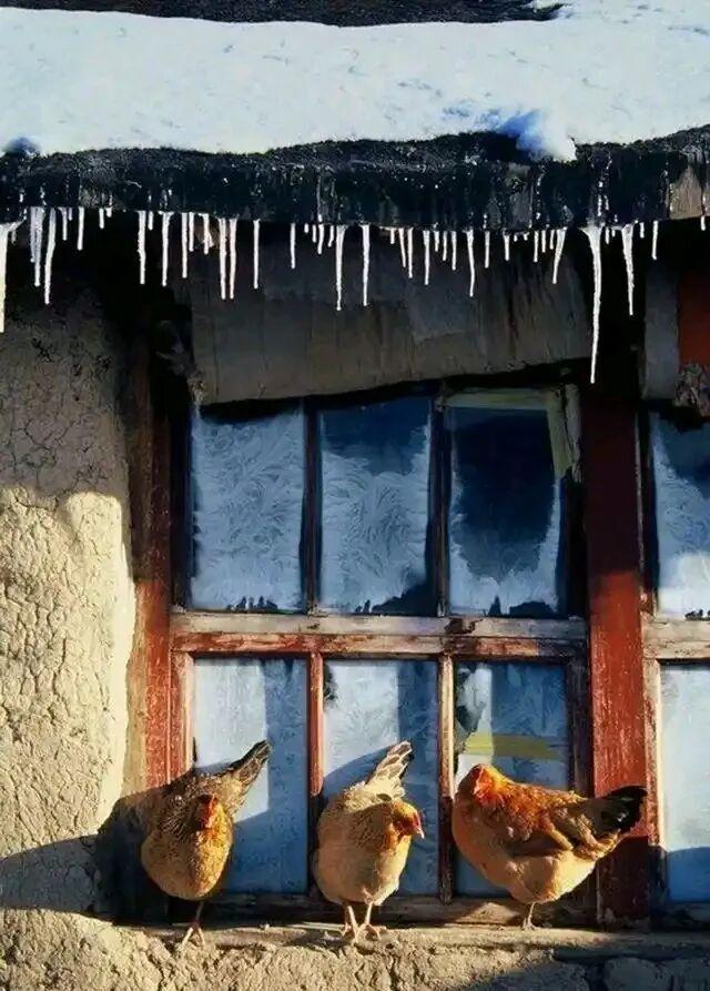 “大雪在头，冻死老牛；大雪在尾，单衣过冬”，2025年大雪啥情况