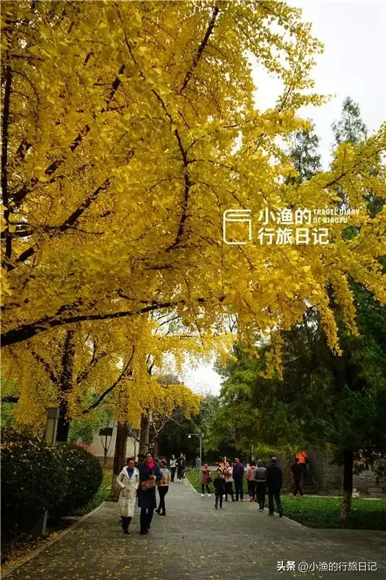 西安闹市四季皆美的秘境，秋色已斑斓！地铁直达0门票