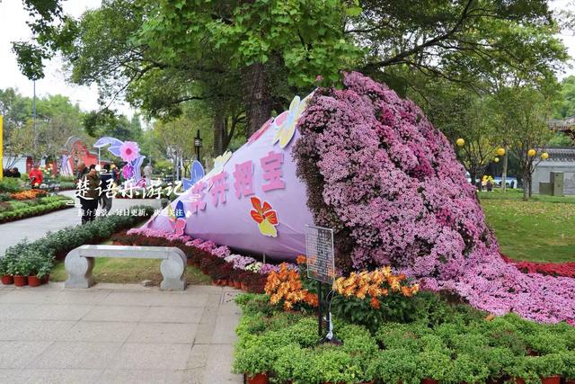 宁波镇海推出新的菊花展，5个赏菊地连成一条线，堪称史上最美