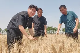 驻马店00后小伙大学毕业返乡种田，用科技种出6800亩新“丰”景 | 老家割麦了图片