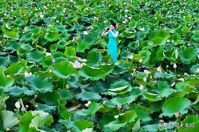 常宁：这个夏天的浪漫，从“荷花里”开始