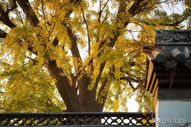 周末去打卡丨“杏”会！颜值高峰来了！