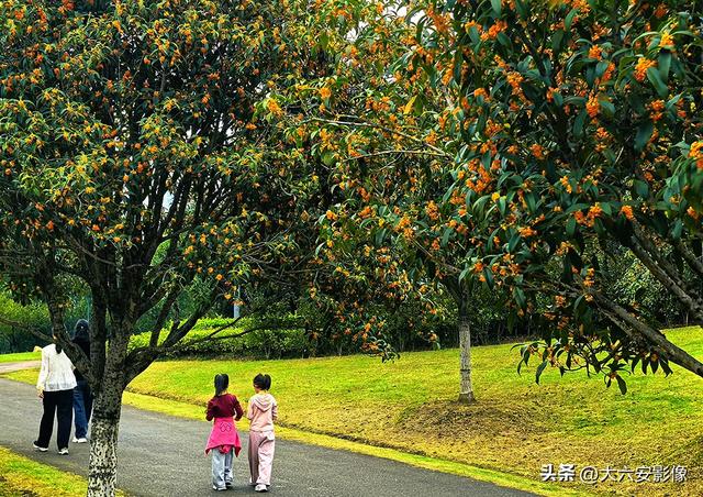 六安：丹桂飘香瓜果甜 山水美景等你来
