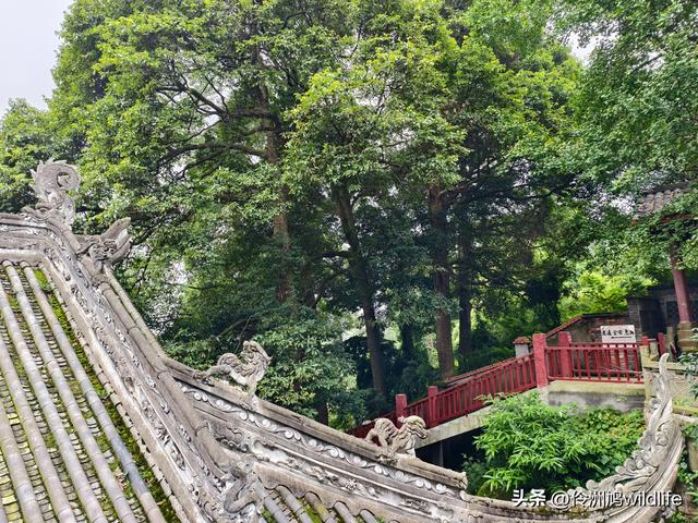 成都徒步（69）·彭州篇⑯法藏寺环线（桥断未走通）