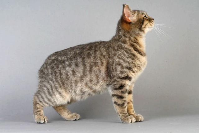 全世界100个宠物猫品种大赏！