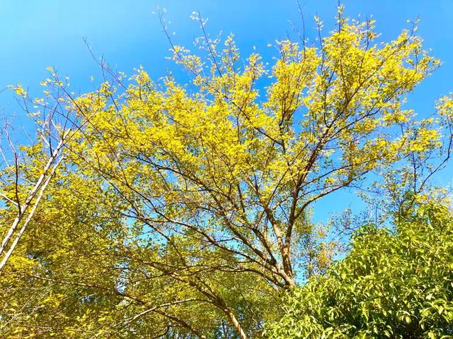 美篇：枫 叶 红 了