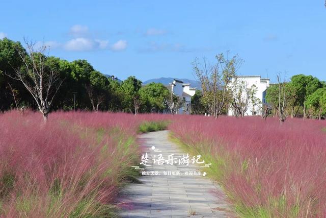 浙江宁波新推出一个粉黛花海，居然绵延5公里，成为拍照赏景胜地