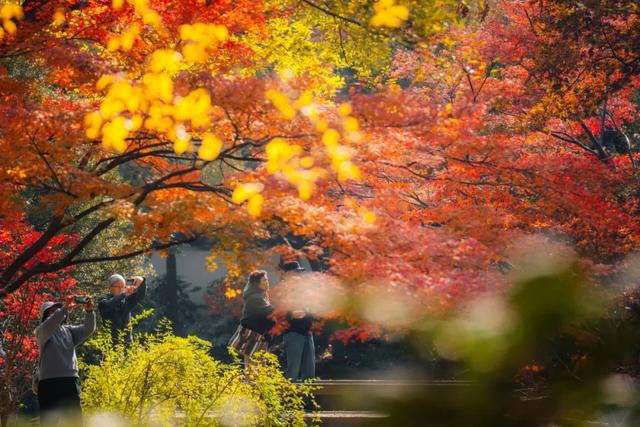 秋色限定!沪上园林已达颜值巅峰→