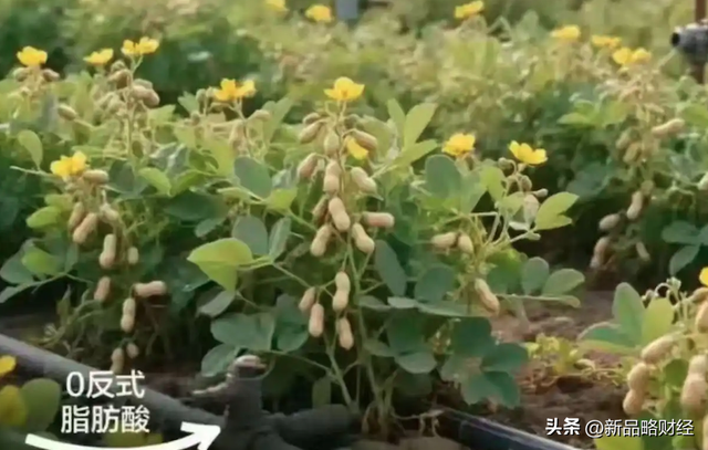 让“花生上树”的良品铺子，日子越来越难