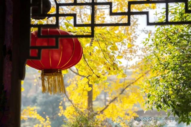 速来→崇州正上演初冬金色浪漫大片！