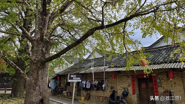 金叶映古村，醉美长岗岭