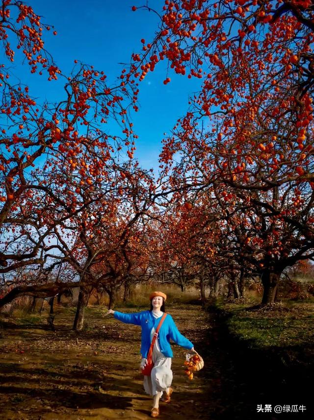 有人说，不就是个彬州烂怂柿子，有啥好拍！