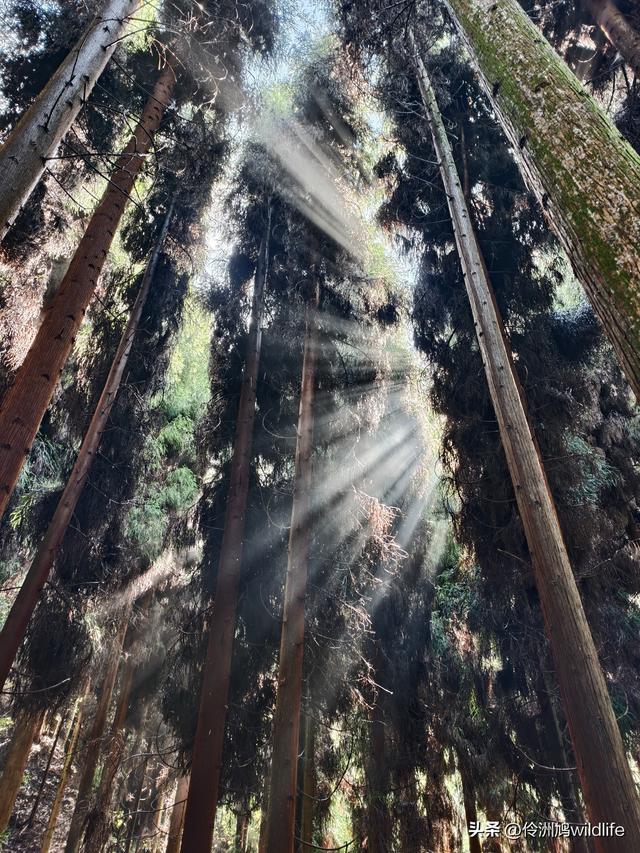 四川行(73)什邡红枫岭徒步到钟鼎寺