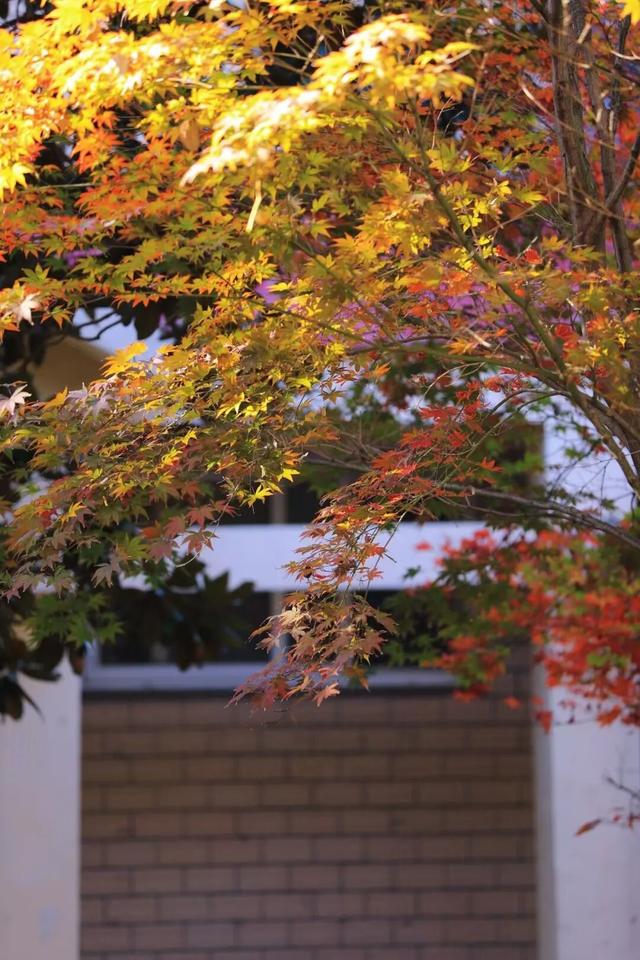 什么？日照这里有一群“小精灵”？！