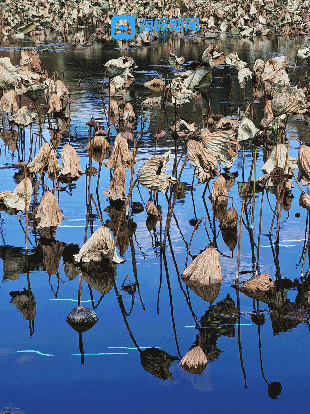 动图海报丨那就好好告别吧，在潍坊最后的秋景里！