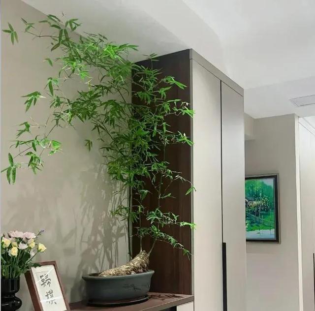 女子晒老公养的花，直呼“好恶心，想扔掉”，网友：扔哪，我去捡