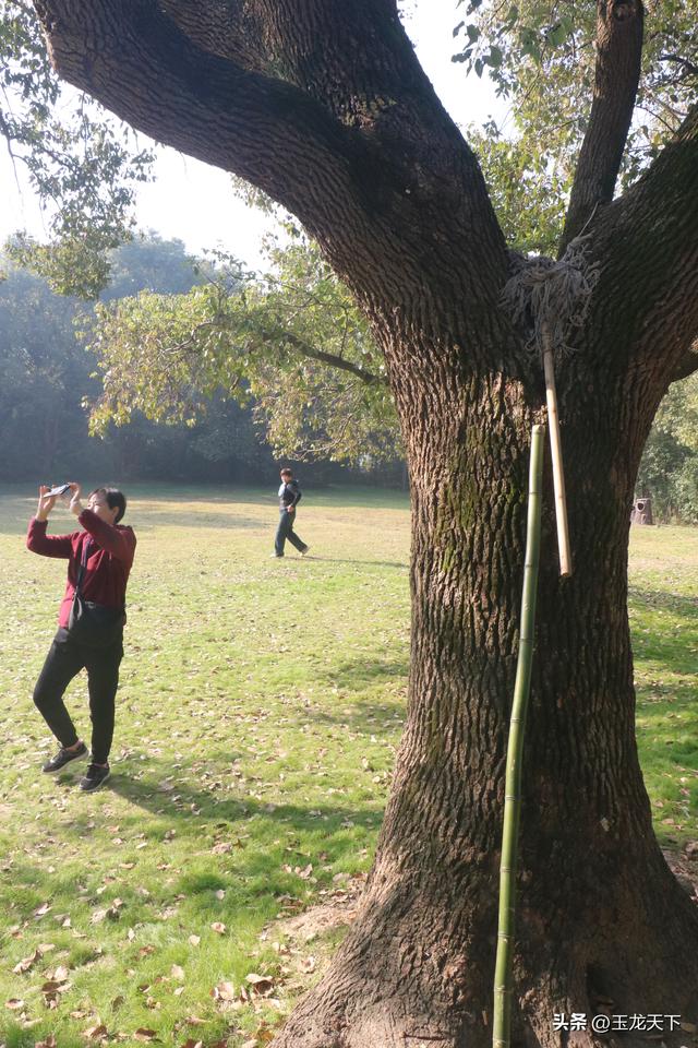 晨光与深呼吸：在同里湿地公园的万步悠然