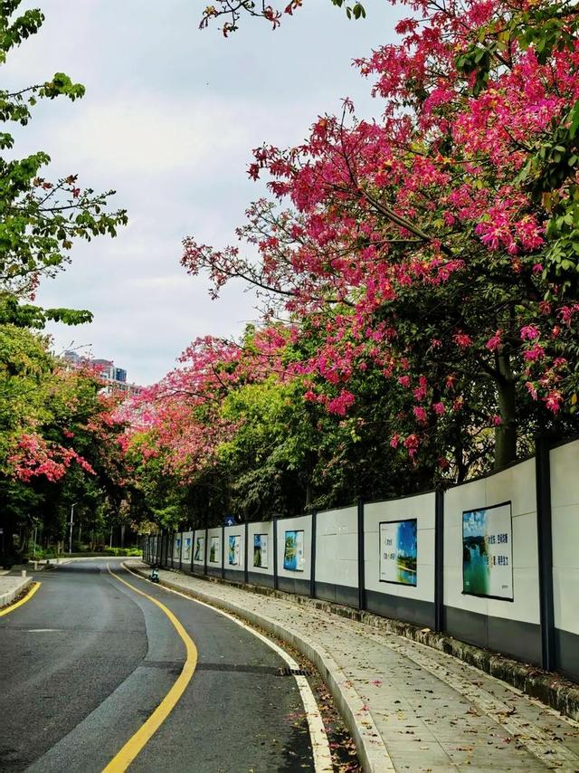 寻觅秋冬季粉色浪漫：深圳十个邂逅异木棉花开的地方