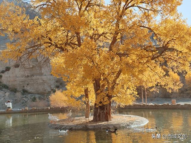 散文写人生｜我爱多坝沟的胡杨 文图/张耀宇