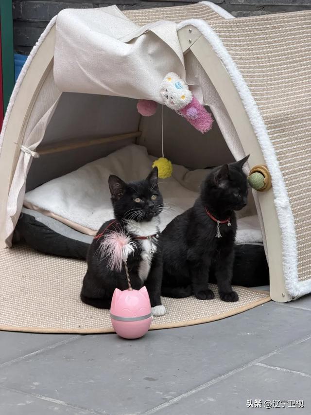 你的周末被我们安排明白了!中街看“雪”,方城逛“新”,速来!